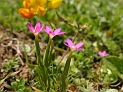 Gentian family